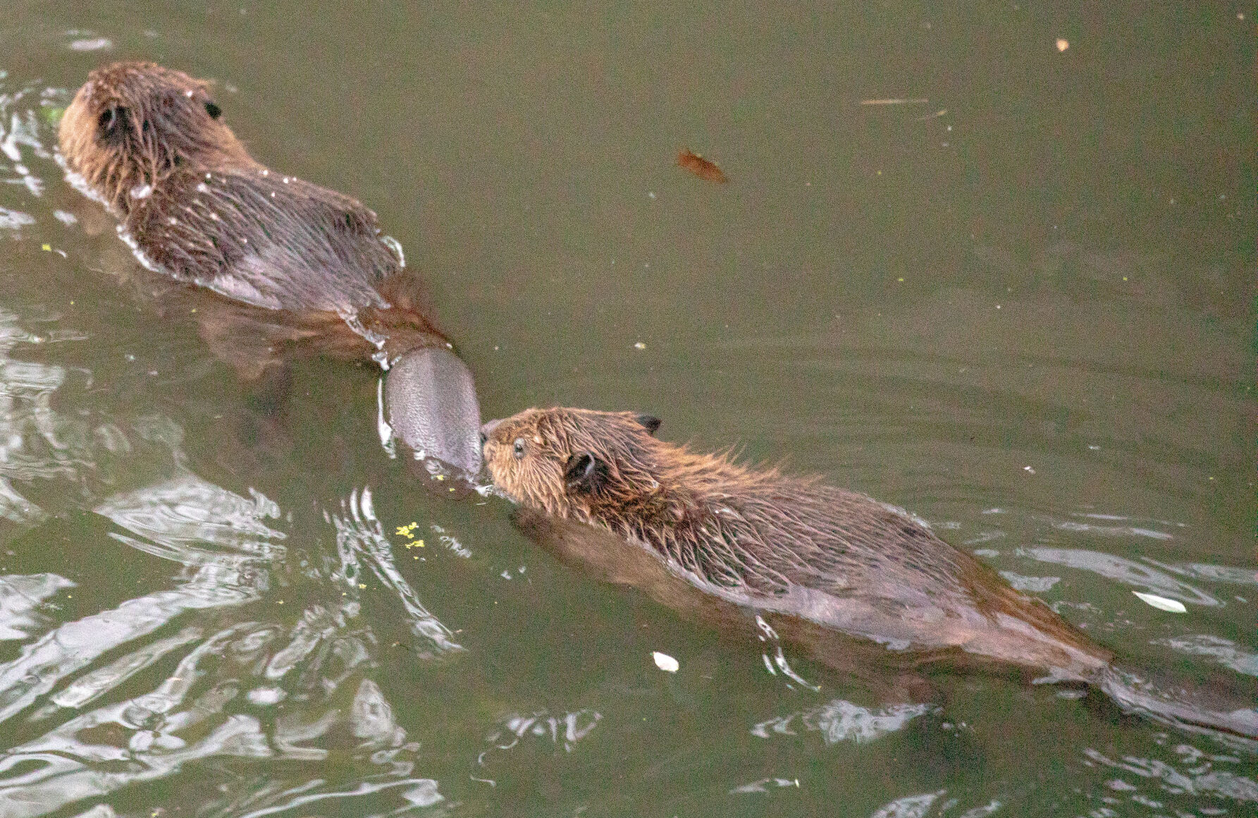 Beaver Lodge Summer 2021
